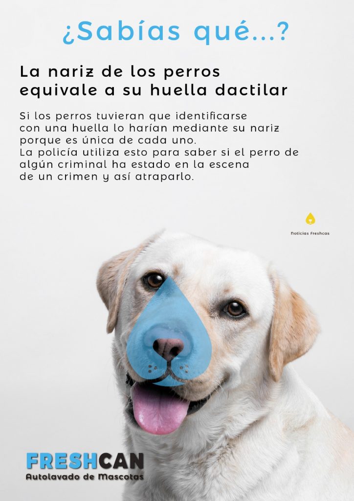 Autolavado de mascotas Gijón